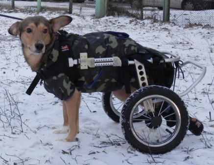 В Украине делают коляски для собак-инвалидов